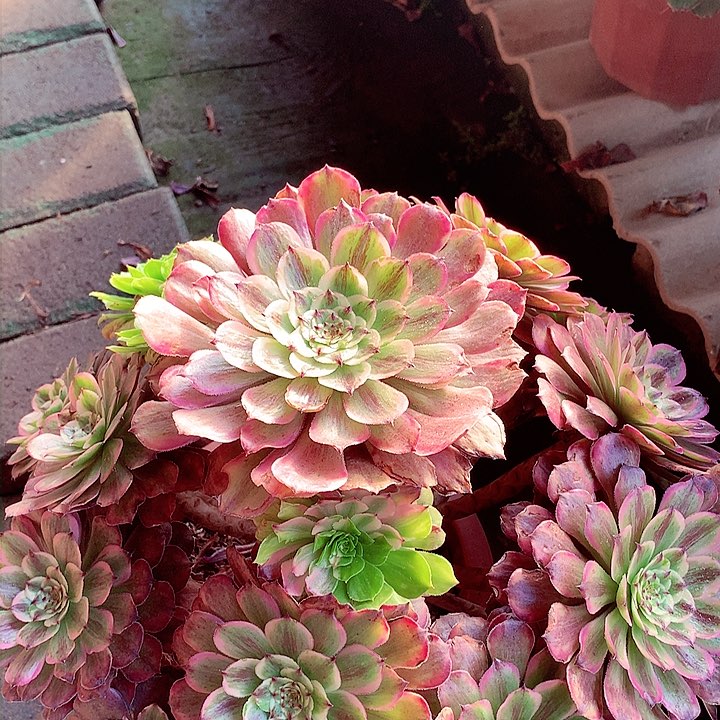 花脸粉黛，多肉植物