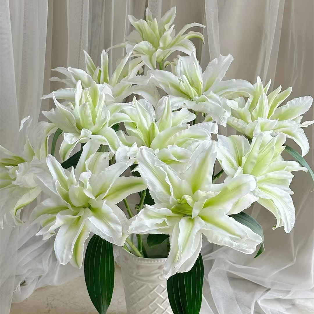 艾莎【白色系重瓣百合】 【0度以下气温不拍保温棉不售后】