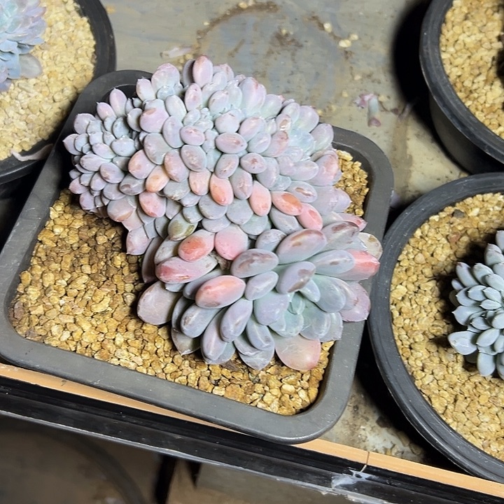 菩提子群生缀化多肉