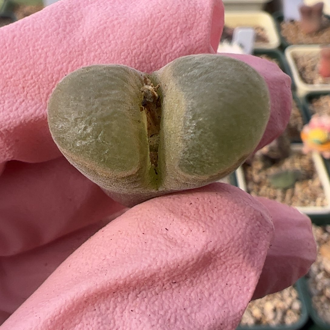 827 好看的多肉冲冲冲q