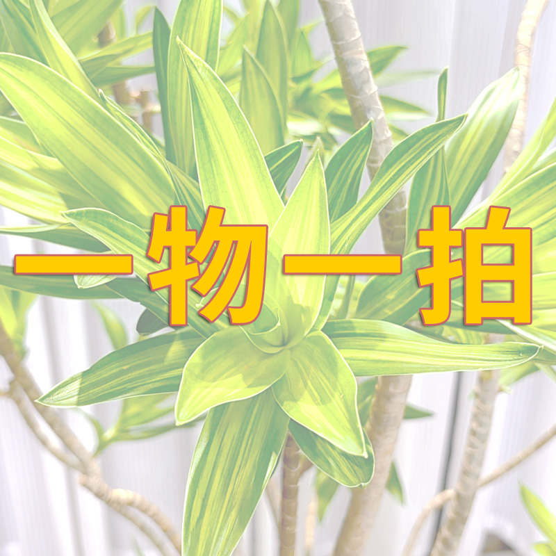 直播间现场选货鸭脚木百合竹黑金刚龙血树南天竹龟背竹龙鳞春雨