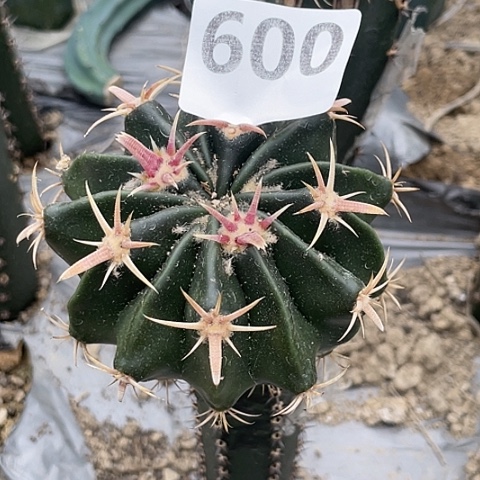 遇***生600号袖蒲苗接割刺王凌波