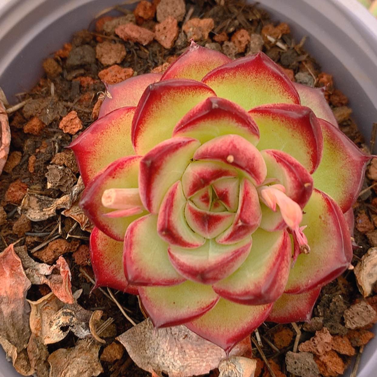 【闪购商品】云734