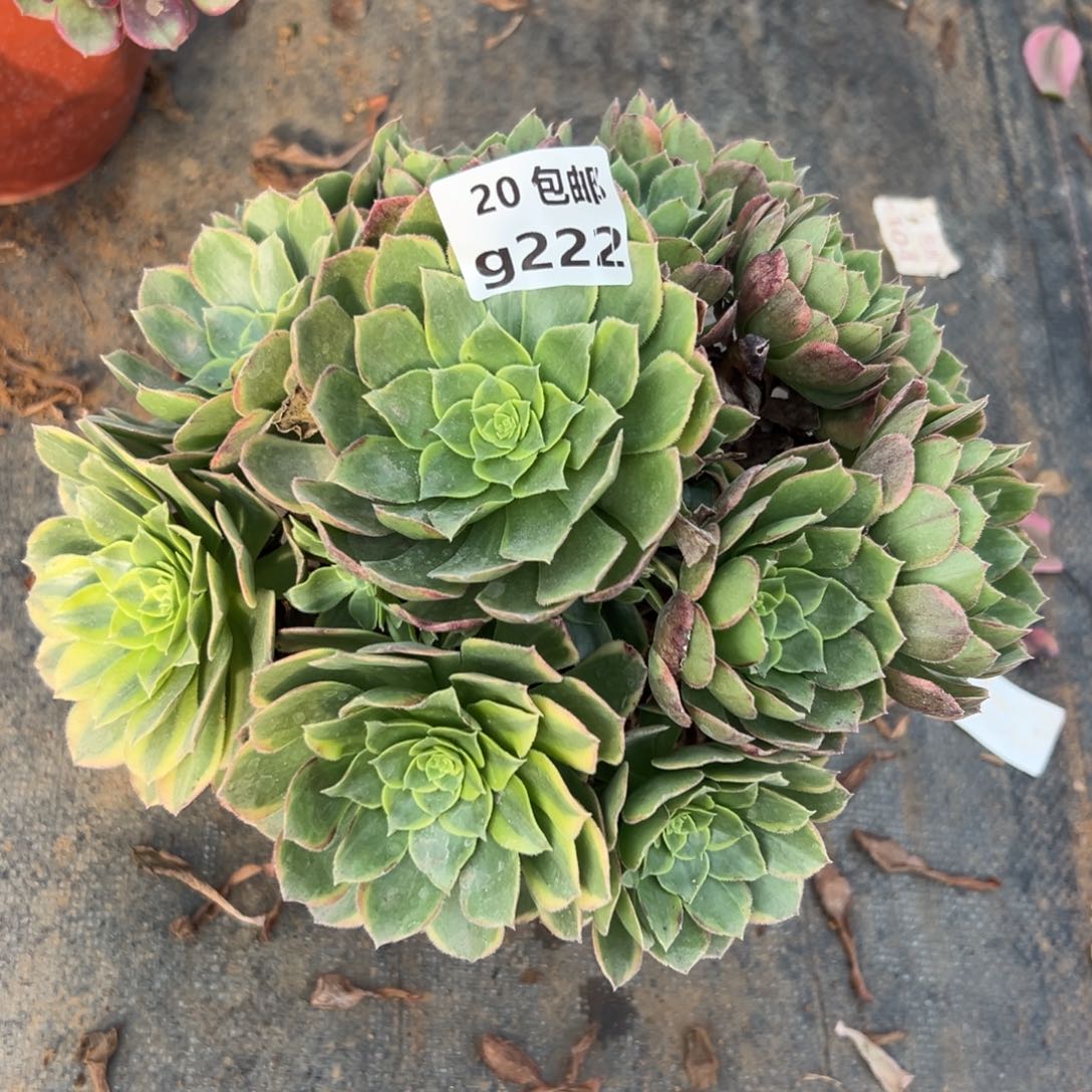 222奶白，满20包邮嘟叮熊