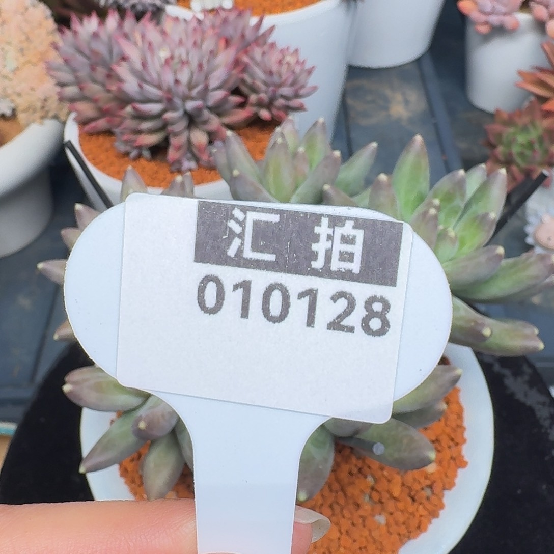 精品多肉植物010128