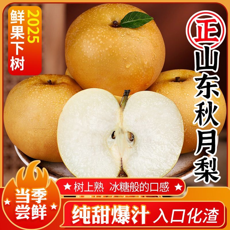 【新鲜现摘】正宗山东秋月梨新鲜当季现摘大果薄皮脆甜多汁水果梨