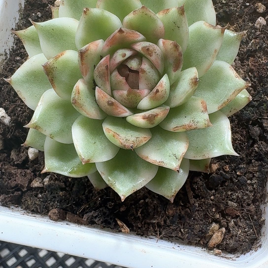 黑水晶锦多肉植物
