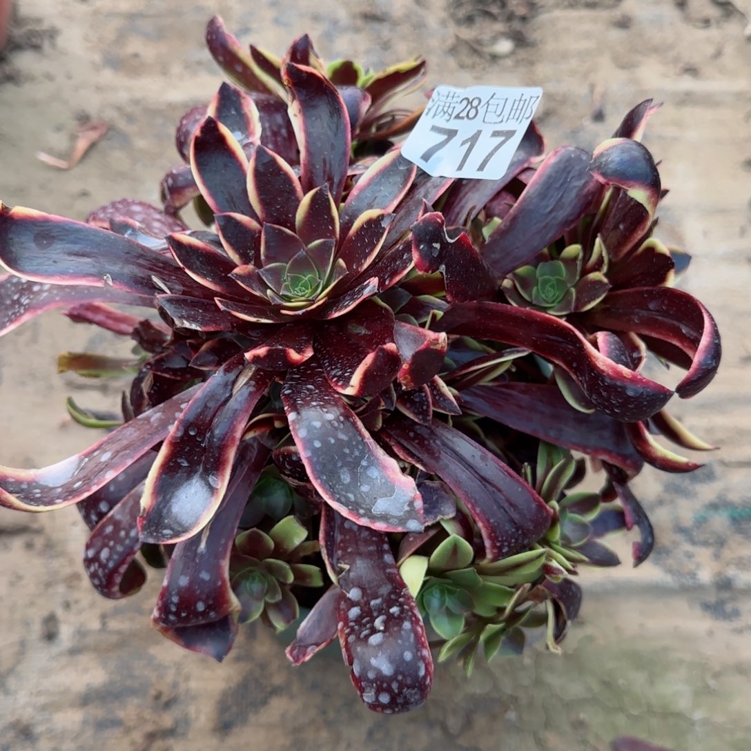 欧嘉丽多肉717满28包邮断枝不包