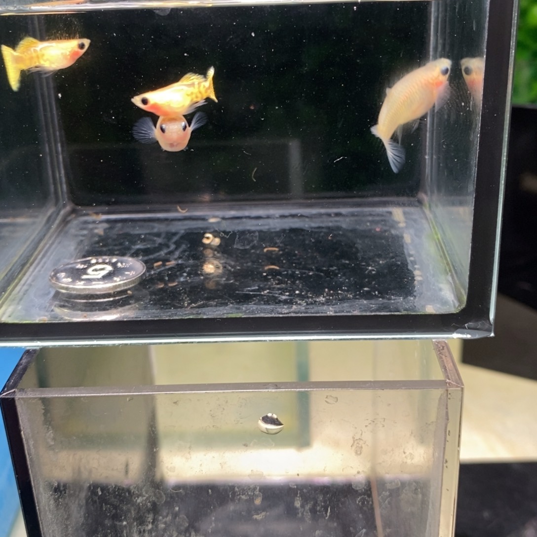 孔雀鱼蕾丝玻璃猫两对