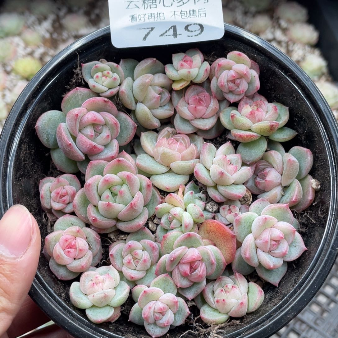 云糖心多肉植物749