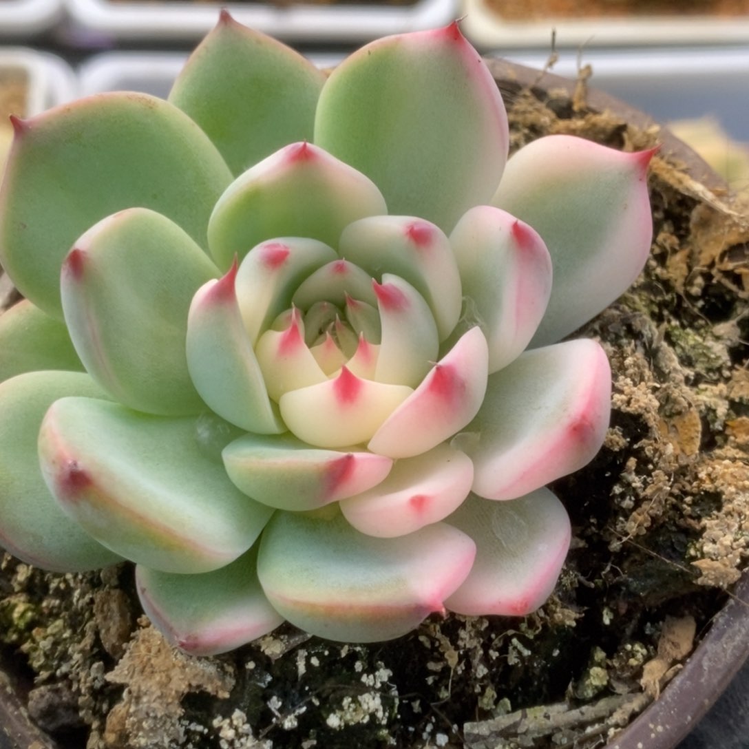 044锦锦锦锦锦锦锦锦