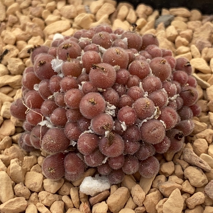 1899一群毛球一群