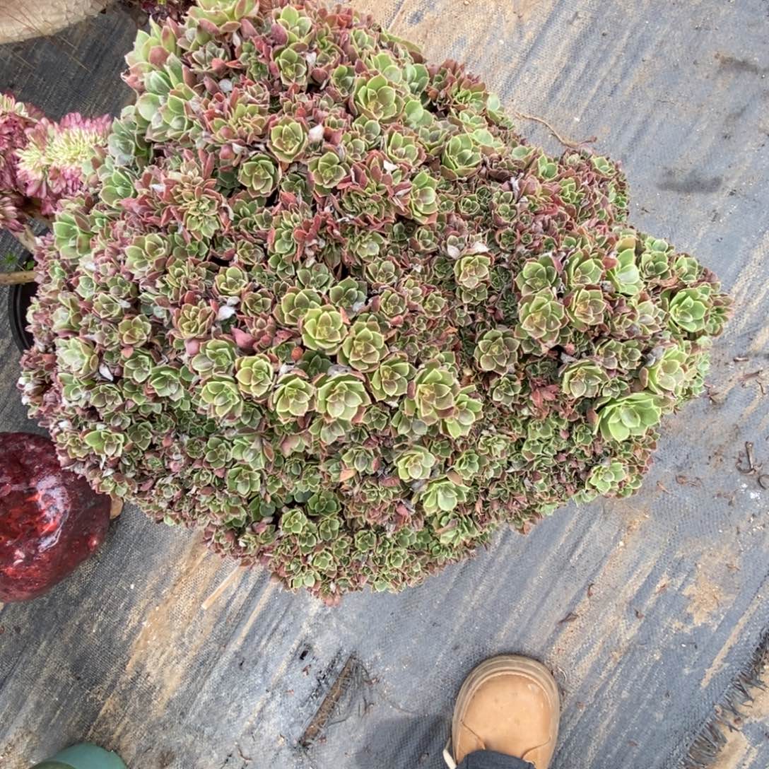 他***无花朵玫瑰朵朵缀
