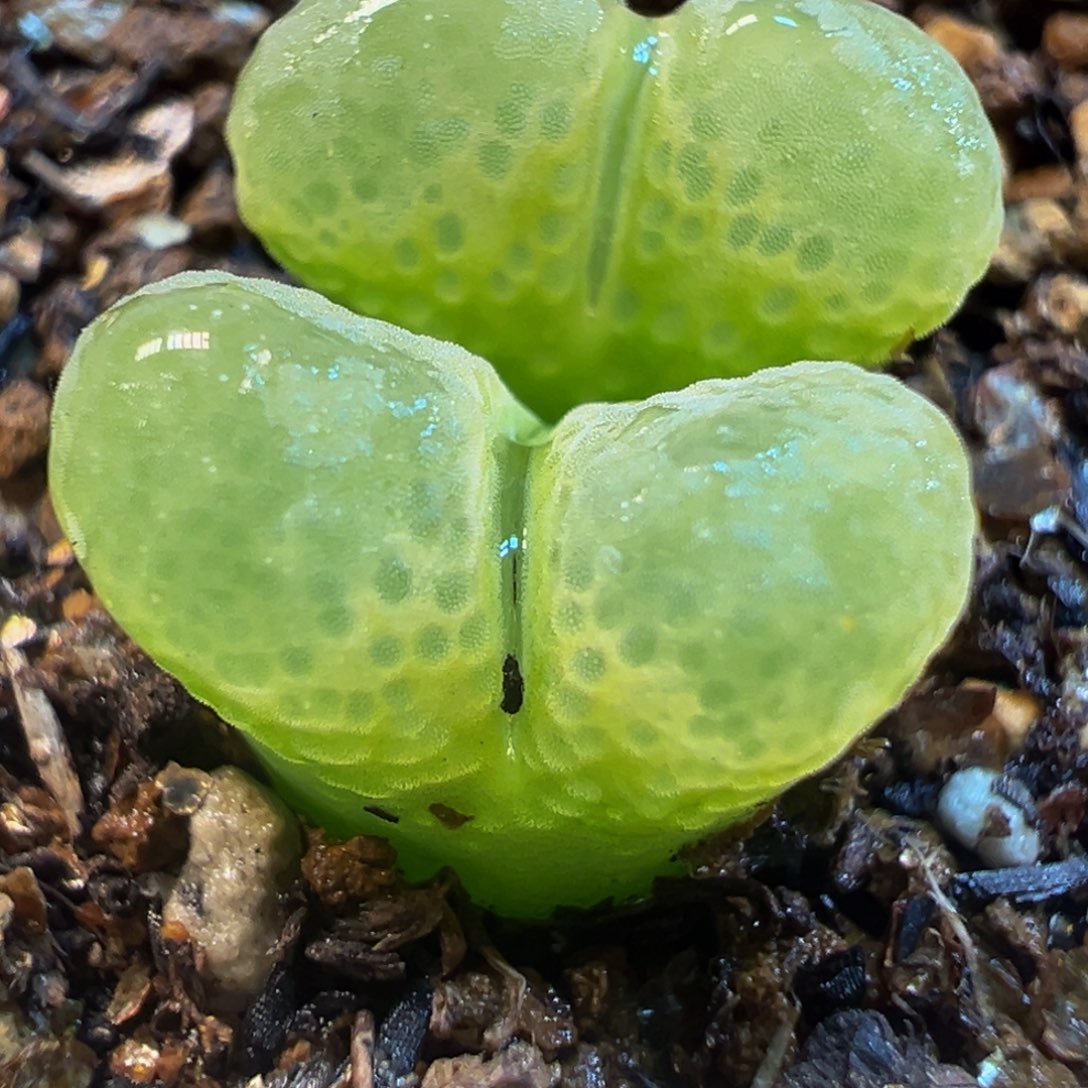 粉星空风铃多肉植物