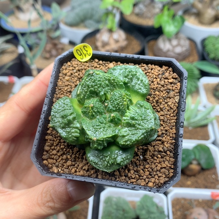 自根哥斯拉牡丹仙人球带盆