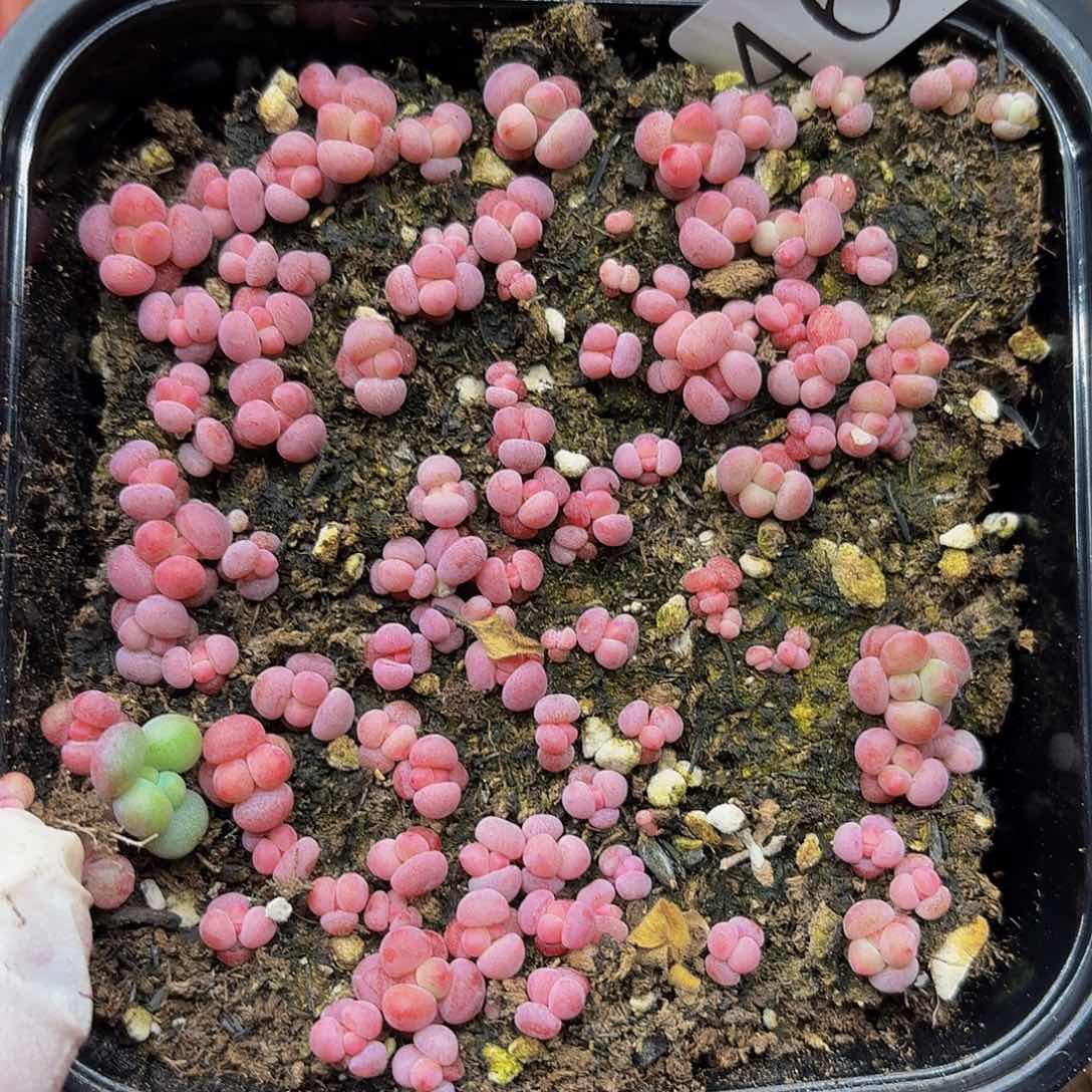 多肉植物多肉植物464