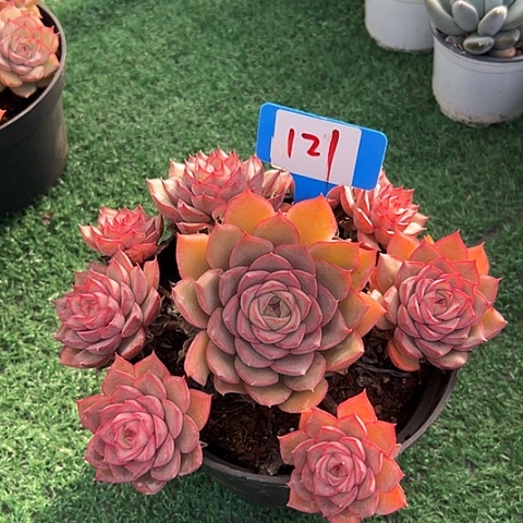 l***心121牡丹亭带盆一个多肉