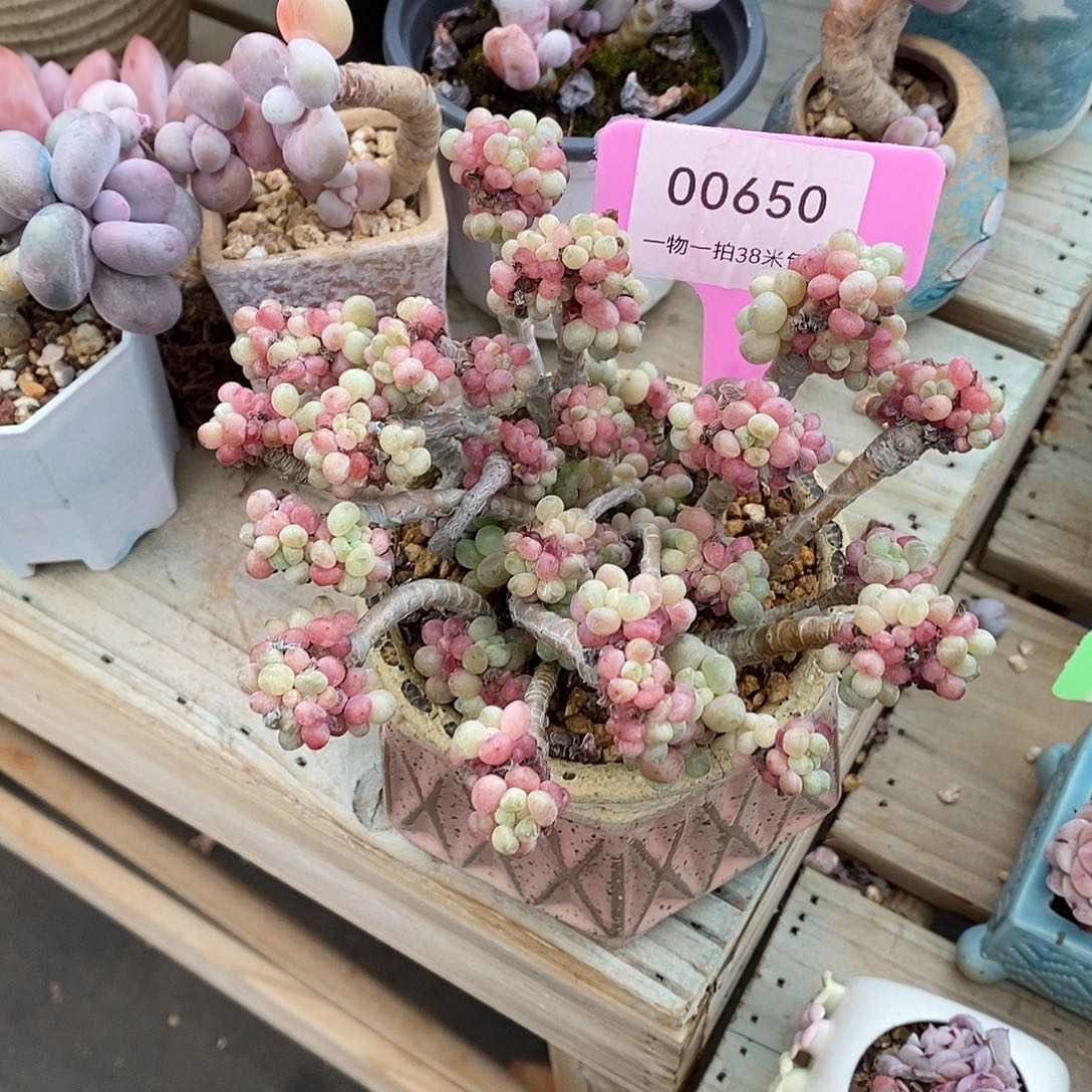 650咯哩咯木架咯哦蜗牛