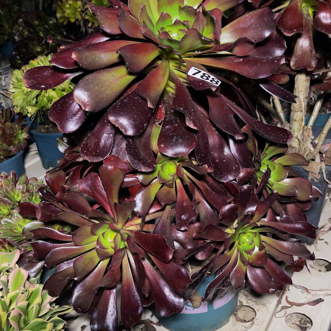 法师法师3/12包邮法师