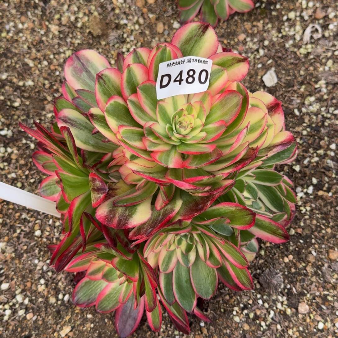 流**叶480海神变异多肉植物
