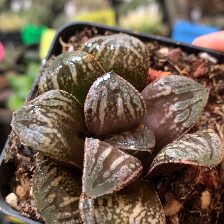 蟒蛇一物一拍带盆