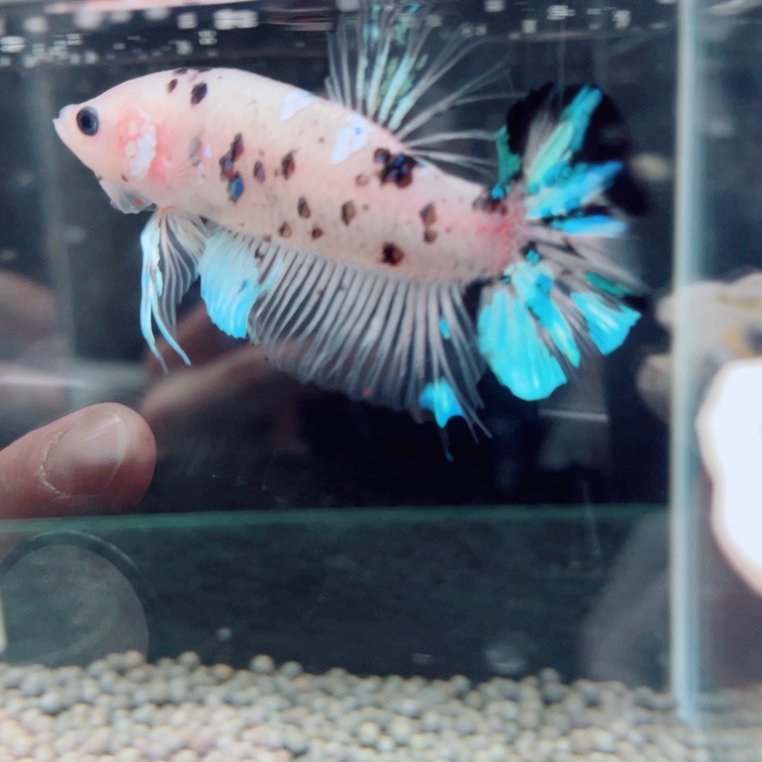海水鱼福利价格精品巨斗巨型斗鱼