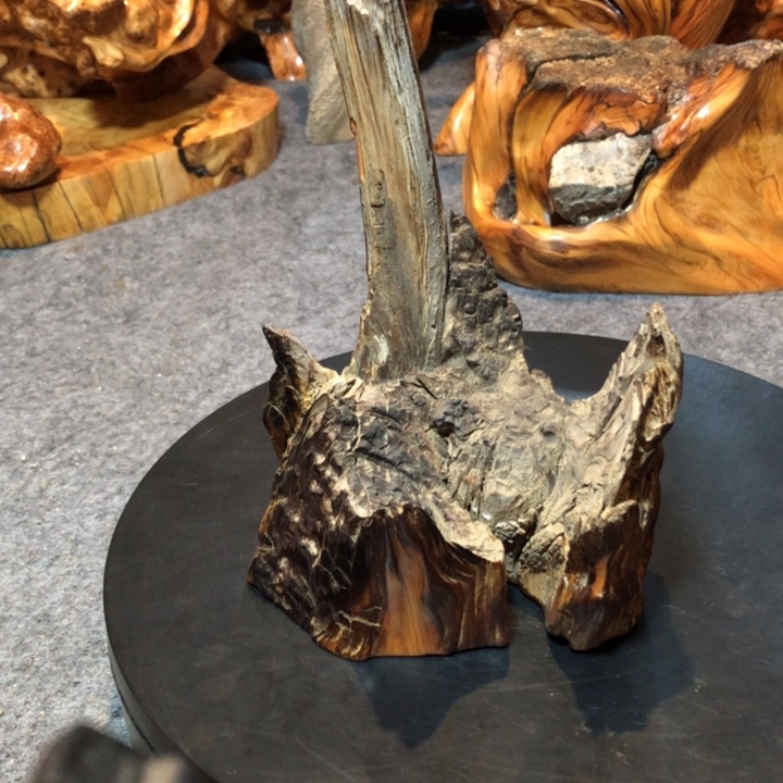 柏木（崖柏）新****落崖柏28