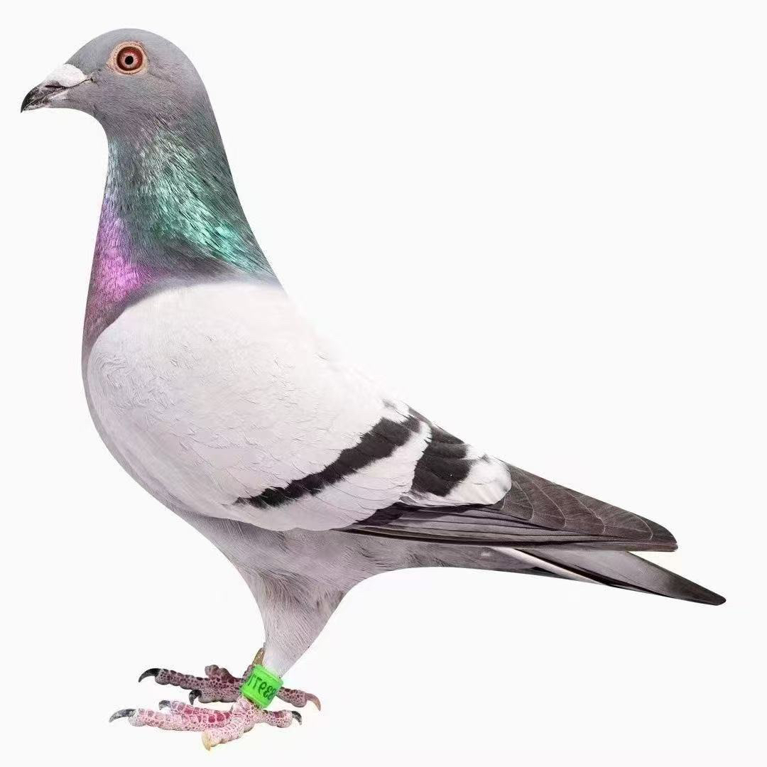 鸽子用品及鸟类用品用具专拍