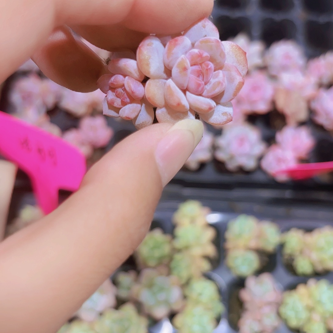 小穴苗星星橙3米2颗