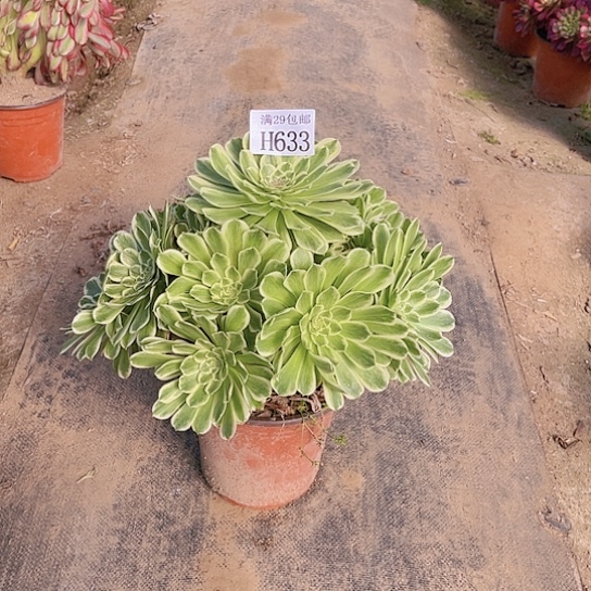 633碧浪多肉植物
