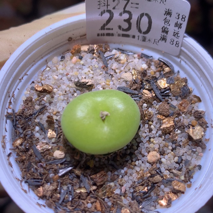 精品生石花27.230