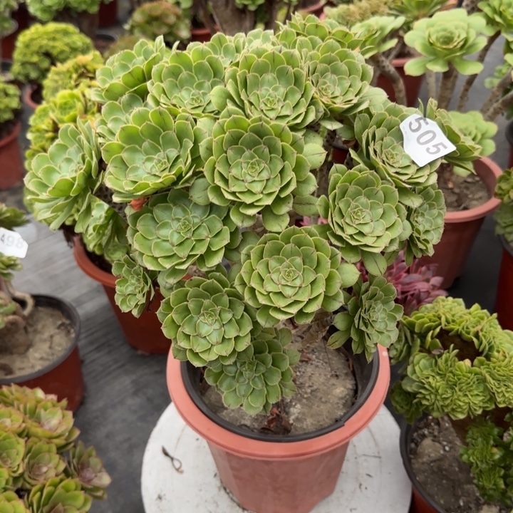 婉***风多肉植物提取精华505