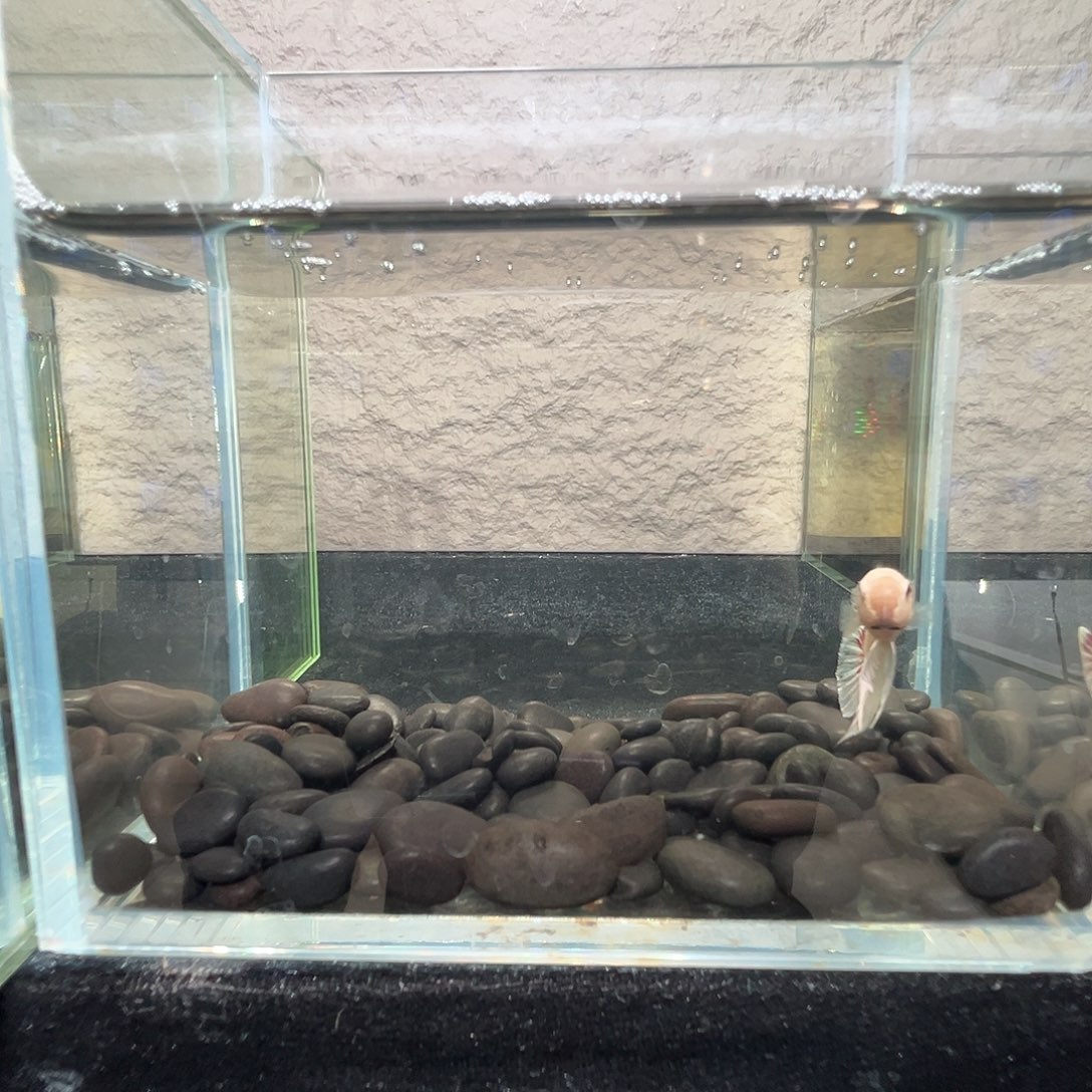 斗鱼阿浩泰斗10日95