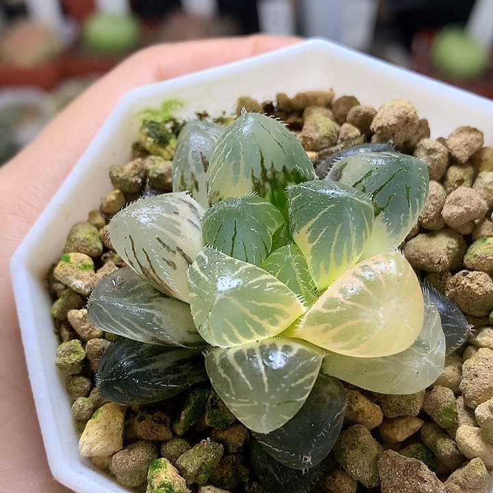 巨大化赤线玉露锦带盆土