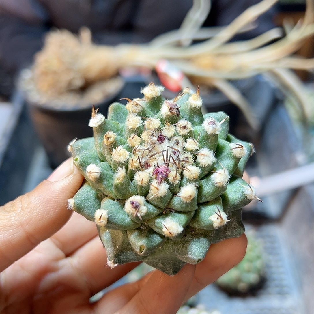 苗接无根赤花娇丽5公分