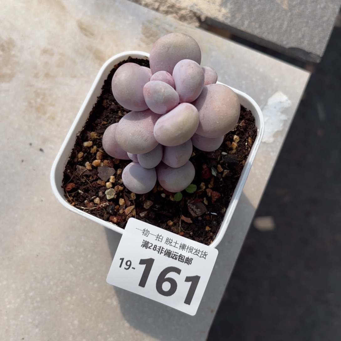 奶酪老桩多肉多肉多肉