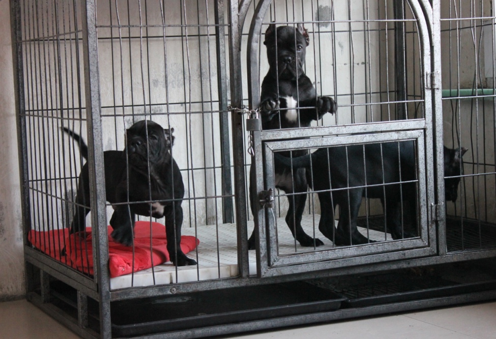 大中型犬加粗加厚钢筋狗笼子适合卡斯罗等