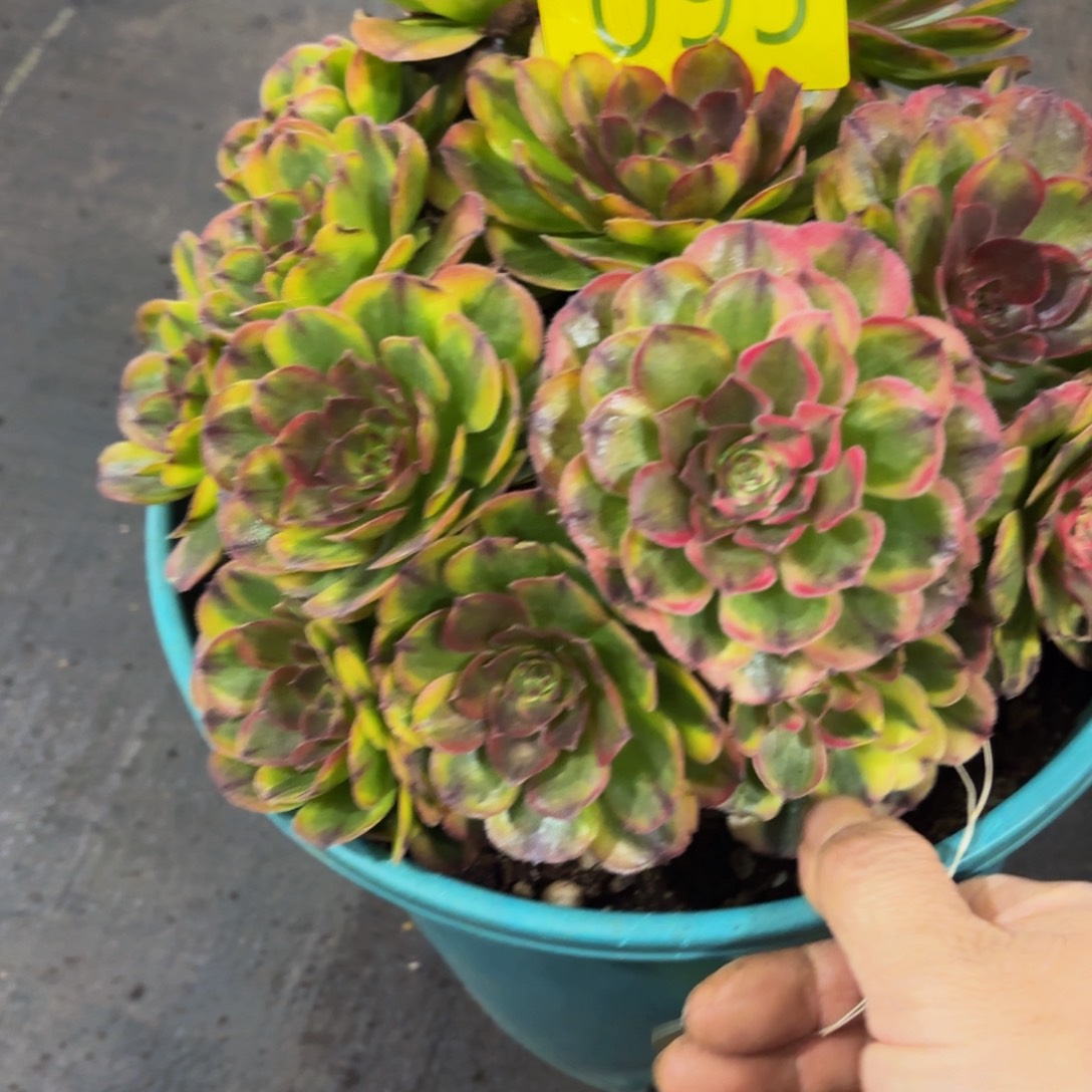 花***朵哈哈多肉葡萄福利095