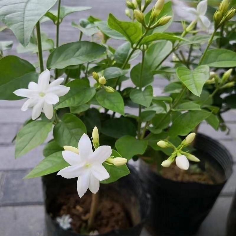 淡香型单瓣笔尖茉莉香型阳台绿植好养易活