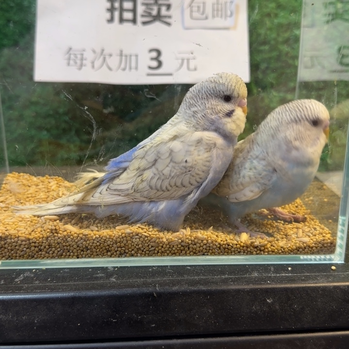 虎皮鹦鹉大头虎皮鹦鹉