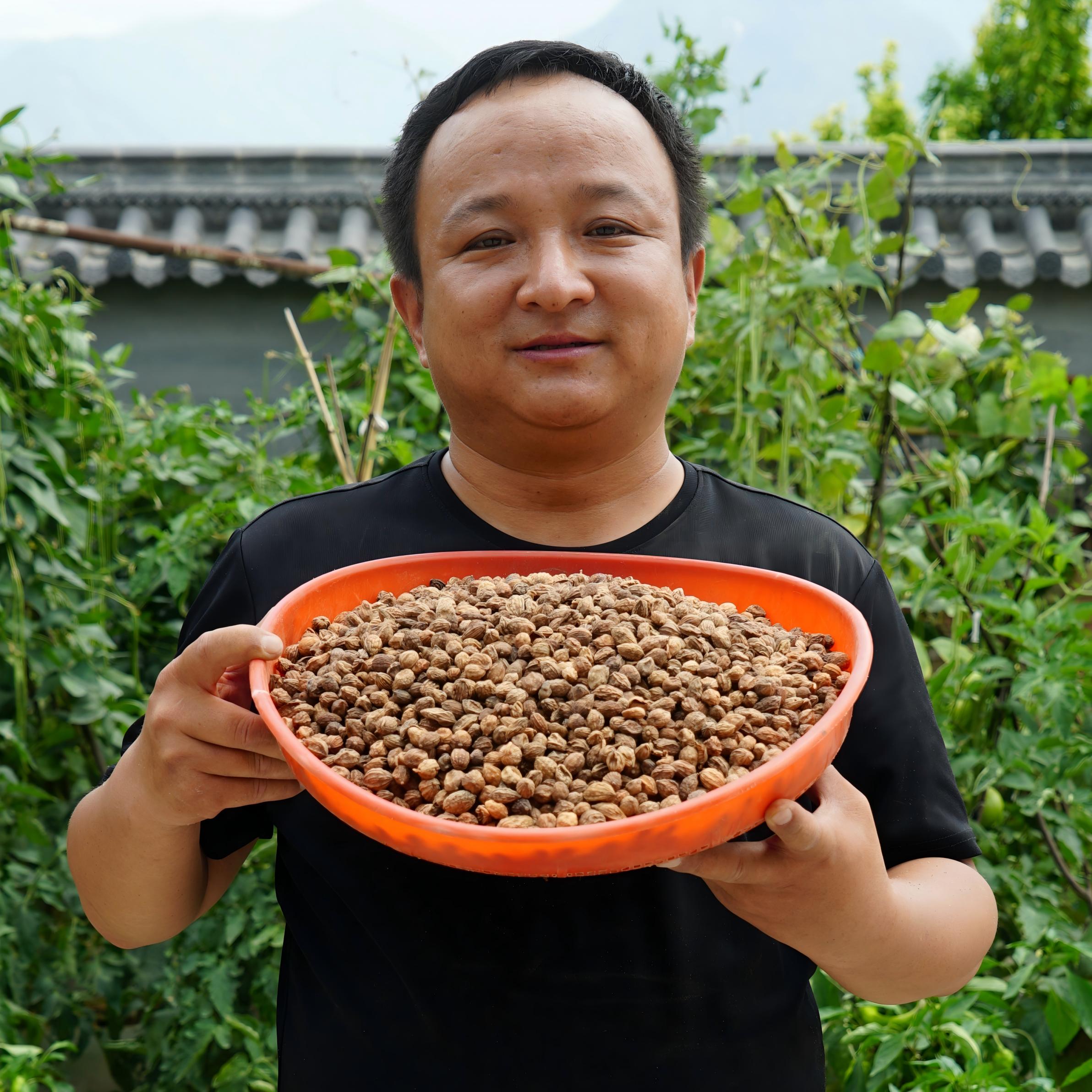益智仁 海南益智仁 生的种植的带壳