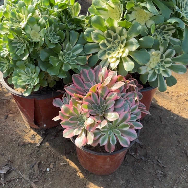 苏***周多肉植物法师3颗19