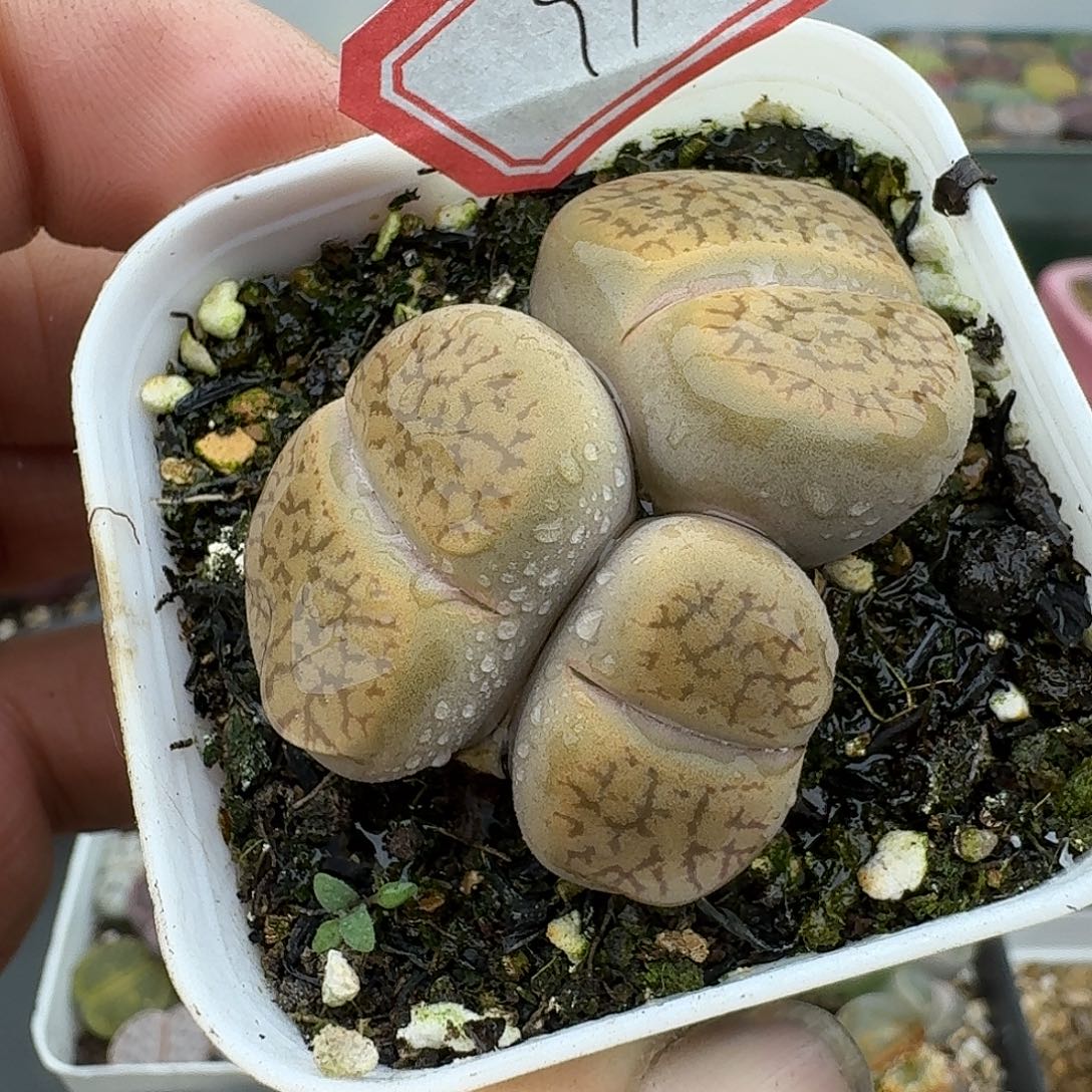 99多肉哈哈哈哈哈哈哈