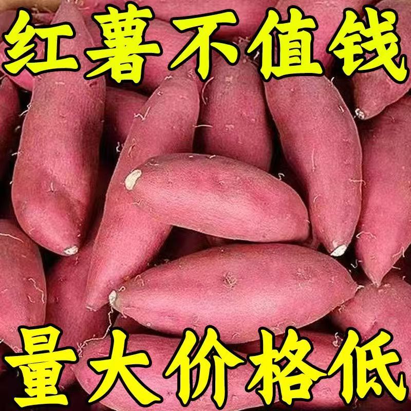 正宗沙地蜜薯新鲜红薯板栗番薯西瓜现挖巴马红心农家糖心地瓜香甜