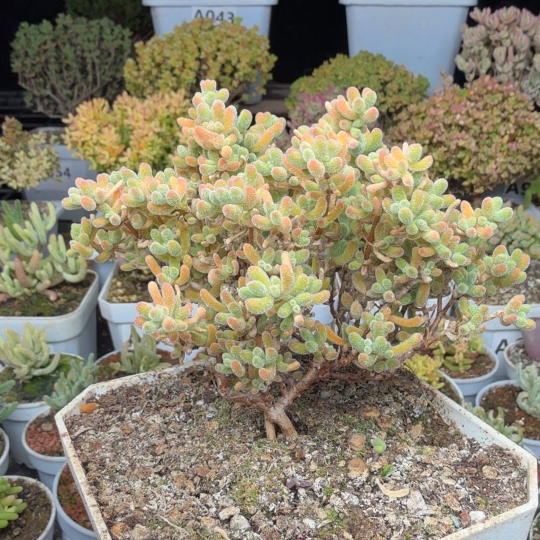 A107冰城一物一拍