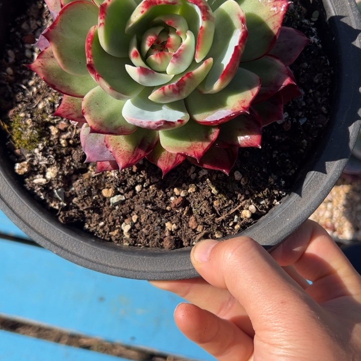 惊鸿仙子多肉植物