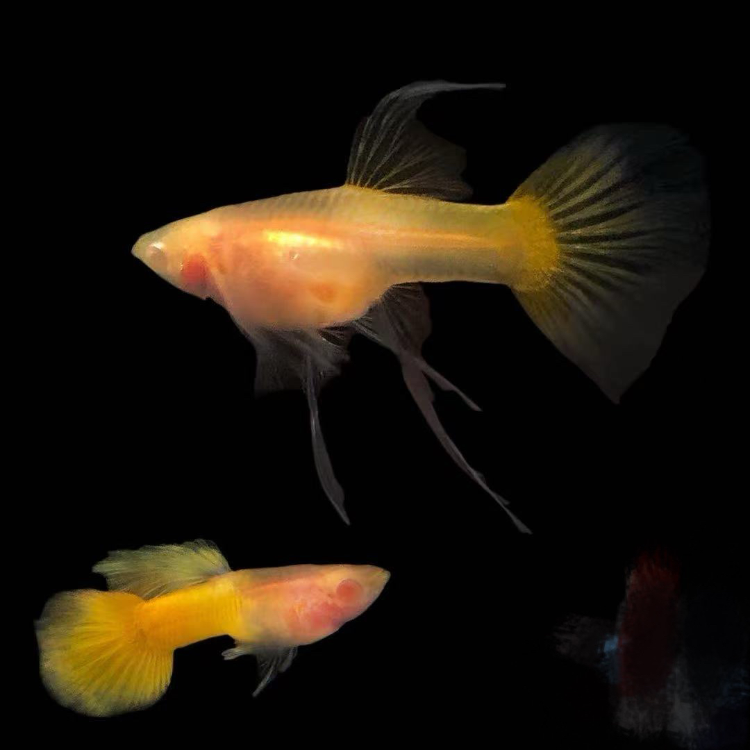 1黄金玻璃猫孔雀鱼