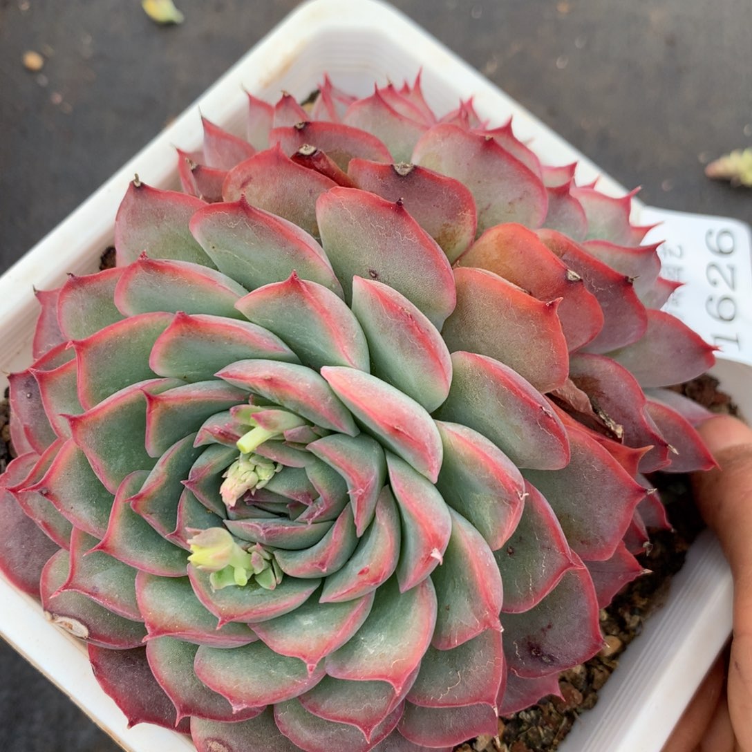 1626杂交精品基地12厘米