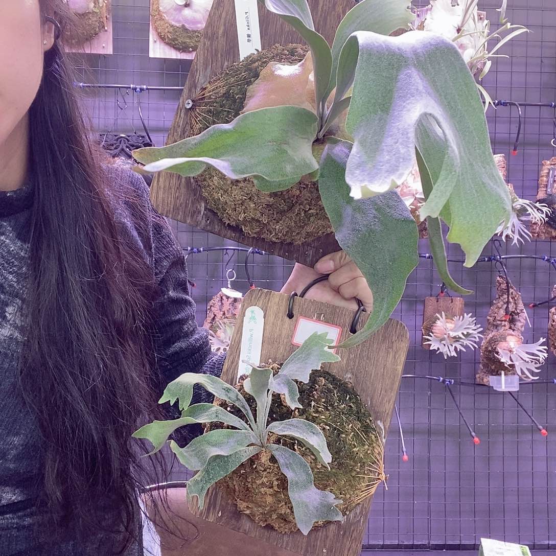 无花朵随单鹿角蕨