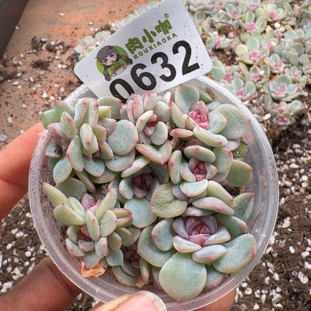 多肉植物多肉植物